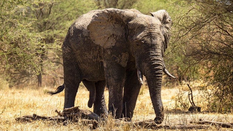 Serengeti Safari