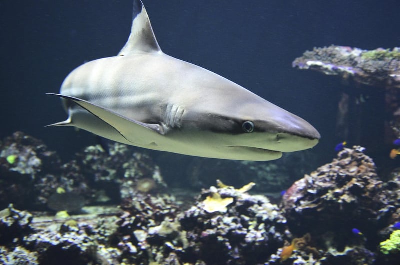 Shark underwater